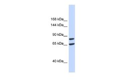 SLC26A8 Rabbit anti-Human, Polyclonal, Novus Biologicals 0.1ml; Unconjugated:Antibodies,